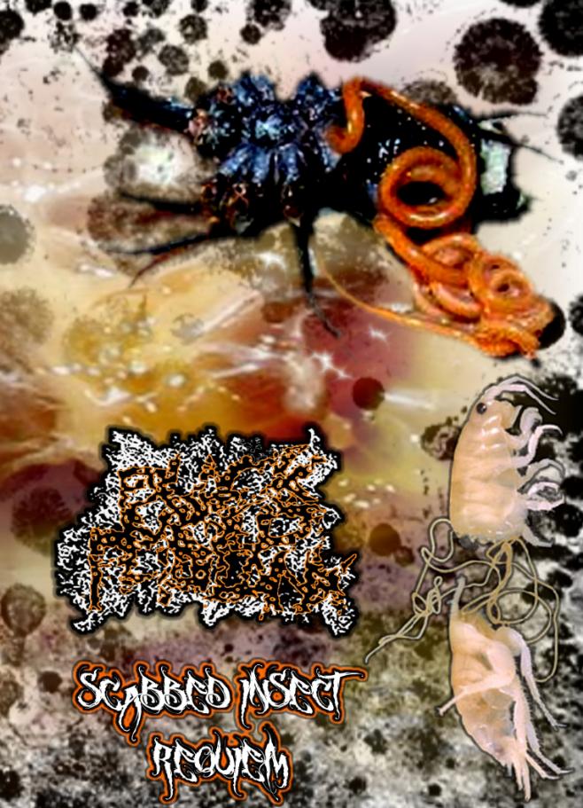 BLACK MOLD PHALLANX - Scabbed Insect Requiem Pro CD-R