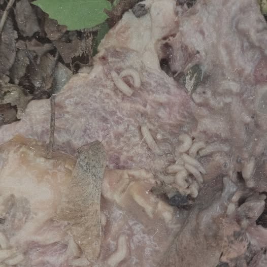 VICISSITUDE (NZL) / PALE SPEKTRE - Fumerole Cauterization in Strigoic Wanion TAPE [PRE-ORDER]