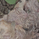 VICISSITUDE (NZL) / PALE SPEKTRE - Fumerole Cauterization in Strigoic Wanion TAPE [PRE-ORDER]